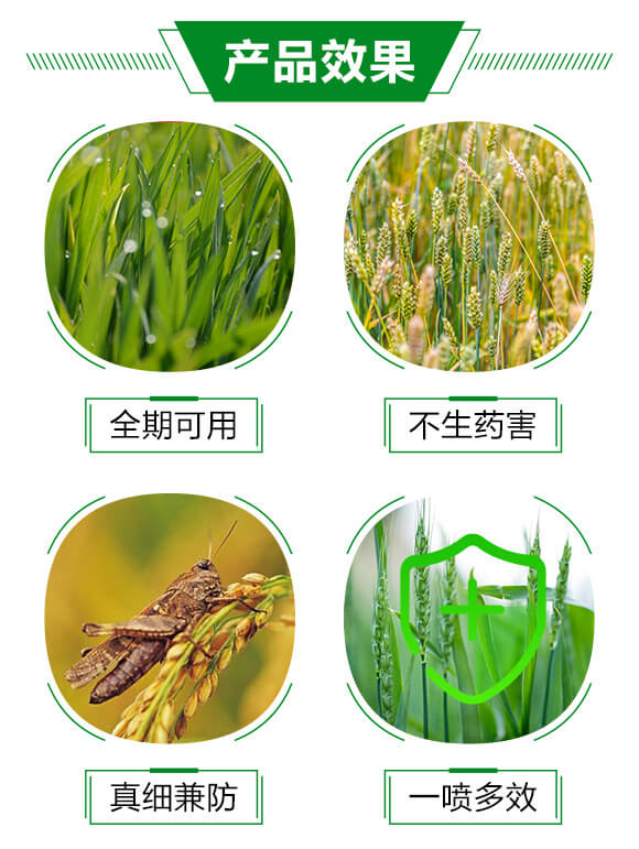 靶斑病生物制劑-絕斑-強農生物_03