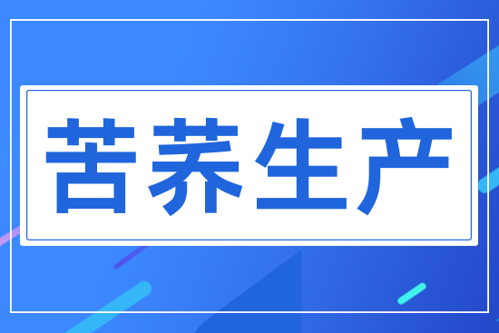 苦蕎生產